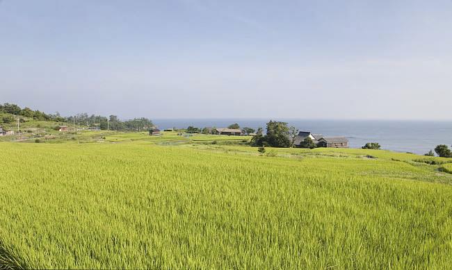 全國(guó)農(nóng)業(yè)技術(shù)推廣服務(wù)中心發(fā)布水稻病蟲(chóng)情報(bào)，預(yù)計(jì)水稻紋枯病發(fā)生偏重