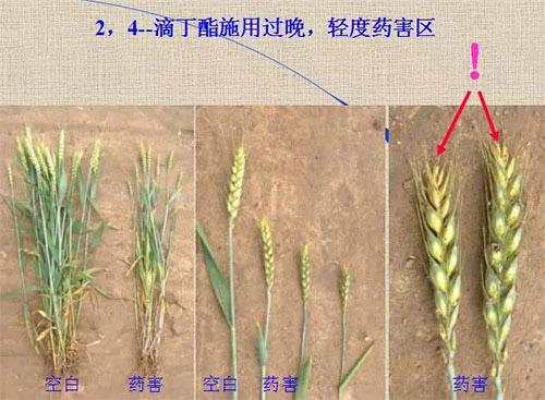 除草劑無時(shí)不刻發(fā)生變化，激素類除草劑未來還會(huì)在農(nóng)業(yè)舞臺(tái)上繼續(xù)發(fā)揮更大作用