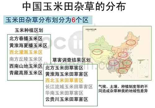 玉米田陷入斷檔期，除草劑到了大洗牌時代